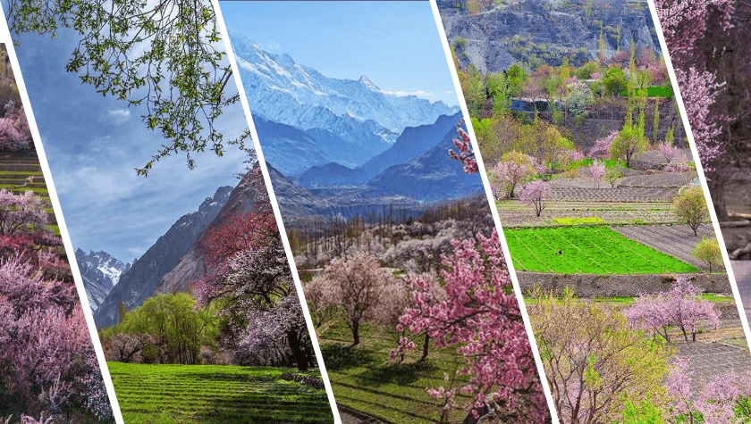 Hunza Blossom Pakistan’s Most Beautiful Spring Season